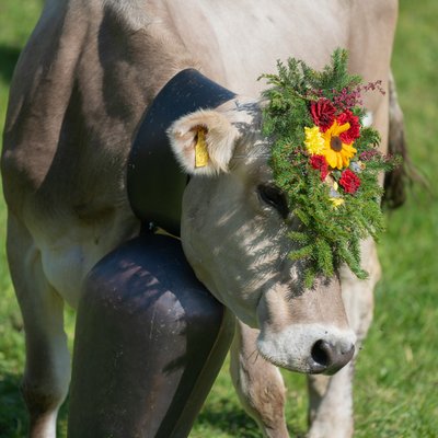 Das Hotel Karlwirt: herzlich willkommen! Kuh mit Blumenschmuck und großer Glocke auf der Weide