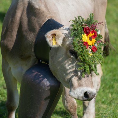 Das Hotel Karlwirt: herzlich willkommen! Kuh mit Blumenschmuck und großer Glocke auf der Weide